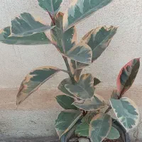 لباس|لباس|آبدانان, |دیوار