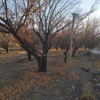 ۱۵ قصب زمین فروشی در حوزه سربیژن ساردو