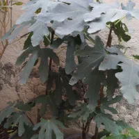 نهال انجیر و انار و تعدادی گل
