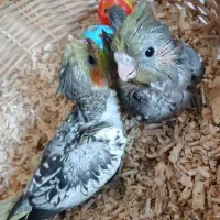 جوجه عروس هلندی