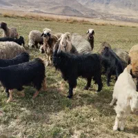 سلام فروش کهرچپش