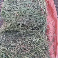 یونجه بز گاو گوسفند|حیوانات مزرعه|خاوه, |دیوار