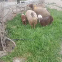 میش بره دار