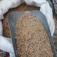 عدس درشت پلویی تمیز برنج روغن ذرت نخود لوبیا گندم