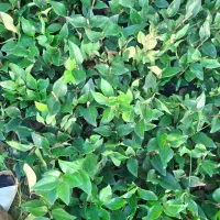 یاس نایلکسی|خدمات باغبانی و درختکاری|کلاچای, |دیوار