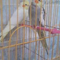 عروس هلندی