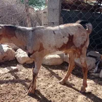 کهر چاق سرحال ۵ ماه ۹ملیون