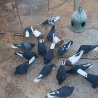 دسته کبوتر نر فروشی پریده  ۲۳تا هستن
