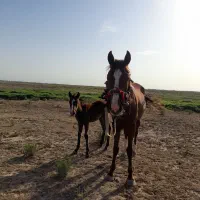 مادیان