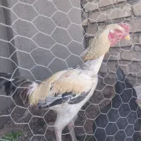 خروس و مرغ لاری