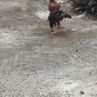 یک جفت جوجه