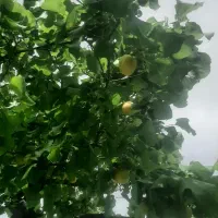 ۸۲۵متر باغچه در شهریار
