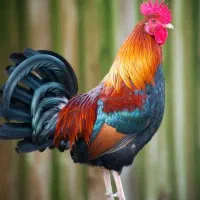 خروس جوجه امسال