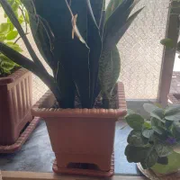 گل و‌گیاه زیبا و‌زیرقیمت