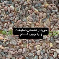 کشمش و مویز