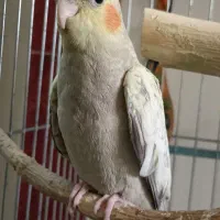 عروس هلندی  مرواریدی یا گل باقالی