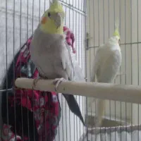 عروس هلندی جفت