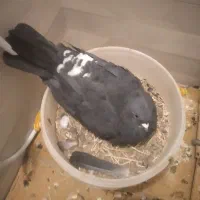 کفتر زاغ شپر|پرنده|قائن, |دیوار