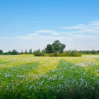 زمین زیر قیمت( بر اصلی محله احمدگوراب)ویلا مسکونی