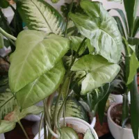 گل و گیاه|گل و گیاه طبیعی|باغ ملک, |دیوار