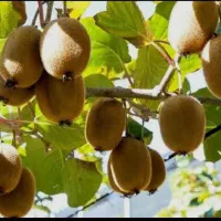 کیوی هایوارد درجه۱