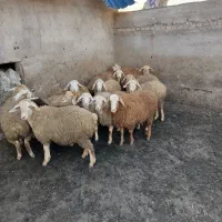 بره ماده 14عدد فروشی|حیوانات مزرعه|اهر, |دیوار