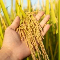 شلتوک اهواز ملاثانی