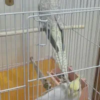 هلندی با دوتا تخم