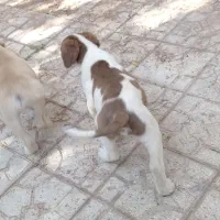 توله نر پنجه دار|سگ|کرمان, |دیوار