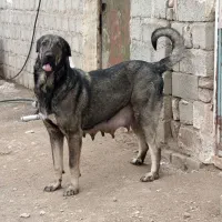 واگذاری پژدر عراقی
