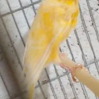 قناری رسمی بلند مست بخون