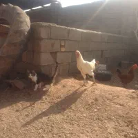 خروس لاری|حیوانات مزرعه|خواف, |دیوار