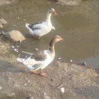 فروش غازمحلی وقوغاز اوکراینی|حیوانات مزرعه|فاضل آباد, |دیوار