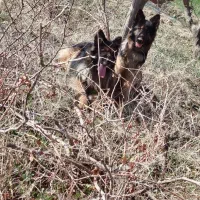 سگ ژرمن  شپ شولاین