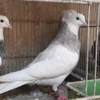 کبوتر رنگی|پرنده|تهران, خرمشهر|دیوار