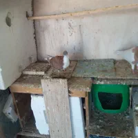 تعدادی کبوتر