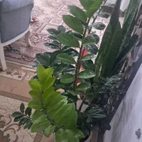 دوعددگل طبیعی به فروش میرود