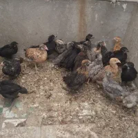 دانه مرغ .گندم.جو .ذرت خورده گندم مخلوط کفتری|لوازم جانبی حیوانات|شیراز, سیاه سنگ|دیوار