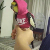 عروس هلندی رایگان دستی