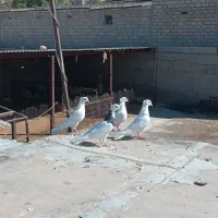 فروش فوری کبوتر