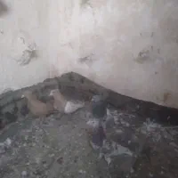هرچهار تا نر کفتر قلدر|پرنده|مشهد, شهرک صنعتی توس|دیوار