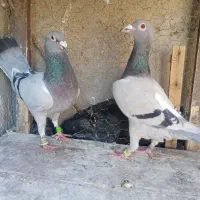 کبوترمسافتی|پرنده|مشهد, مهدی آباد|دیوار