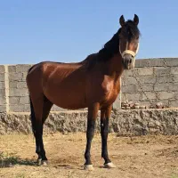 اسب|اسب و تجهیزات اسب‌سواری|ماکو, |دیوار
