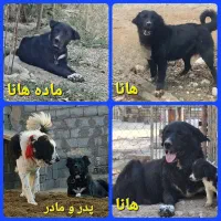 لاس (ماچ)قدرجونی|سگ|قم, آزادگان|دیوار