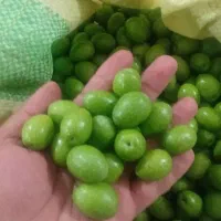 زیتون اعلا صادراتی