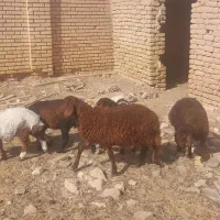 بره سبک وزن آماده پروار|حیوانات مزرعه|قاسم‌آباد (خواف), |دیوار