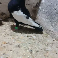 سینه سیاه نر|پرنده|مشهد, امیریه|دیوار