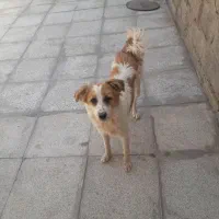 پارمر روباهی جرسی