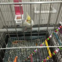 عروس هلندی نر لوتینو مس