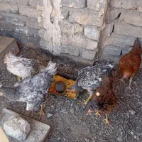 جوجه مرغ و خروس
